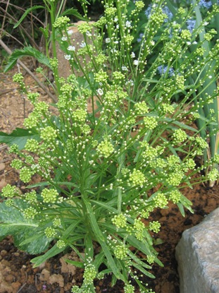 variegated horseradish