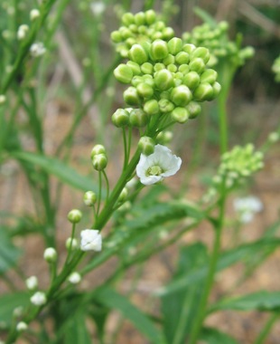 Armoracia rusticana 'Variegata'