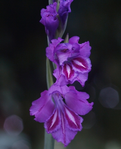 Gladiolus caucasicus