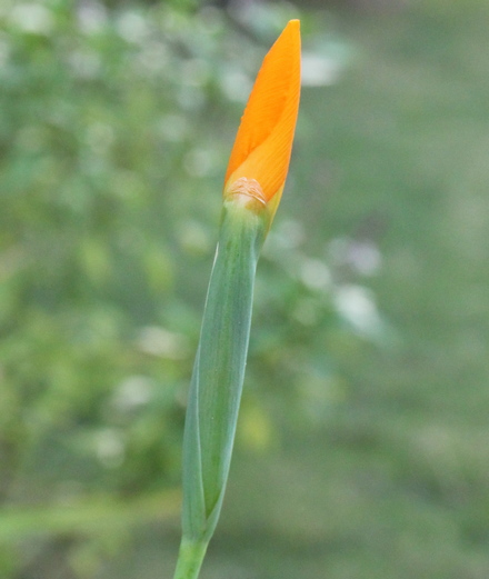Hesperoxiphion peruvianum