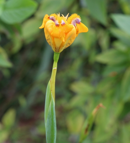 Hesperoxiphion peruvianum