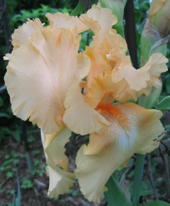 Iris (tall bearded hybrids)