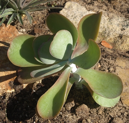 kalanchoe tetraphylla freeze planted newly months before robsplants