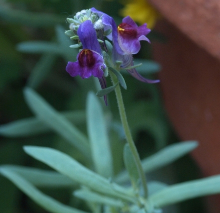 Linaria aeruginea 'Lindeza Violet'