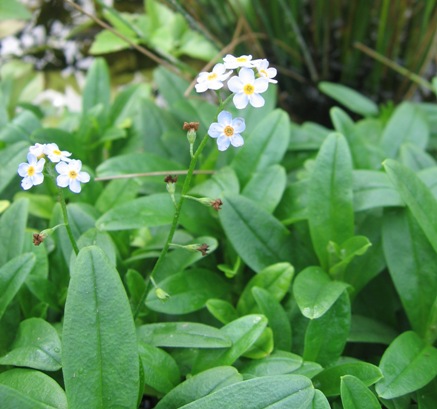 true forget-me-not; water forget-me-not