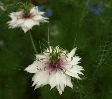 love in a mist