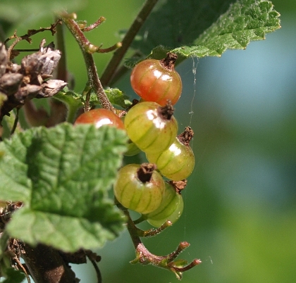 American red currant