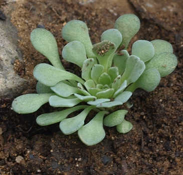 Rosularia globulariifolia