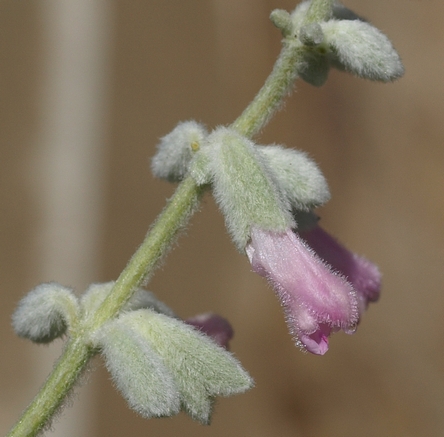 Salvia leucantha