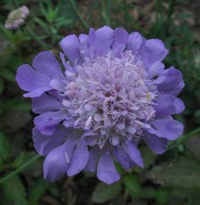 pincushion flower, scabious