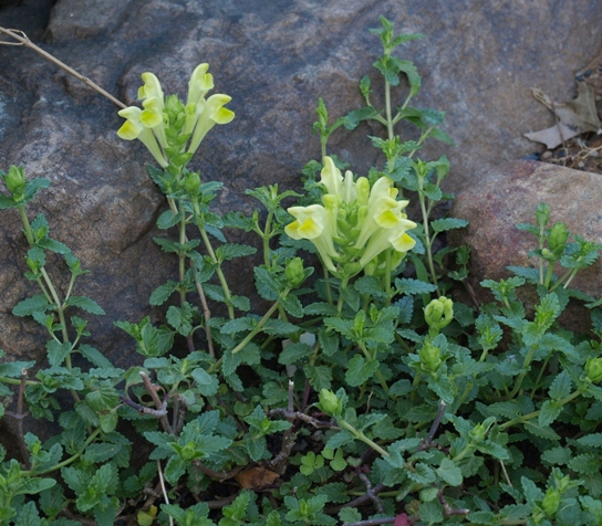 Scutellaria sevanensis