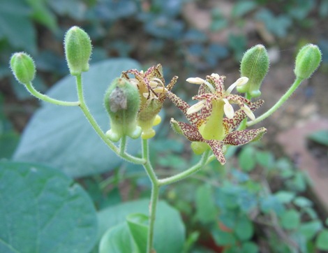 Tricyrtis latifolia