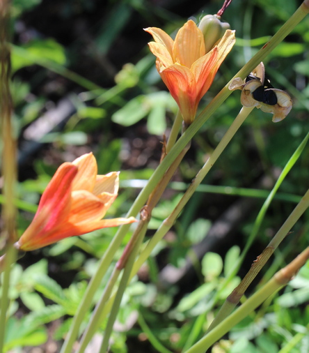 Zephyranthes minima