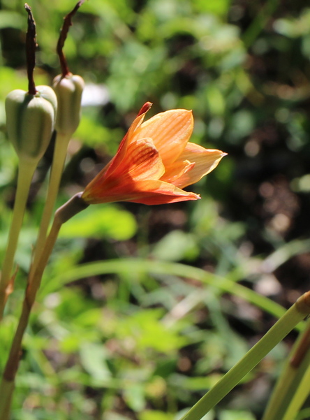 rain lily