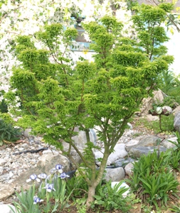 Acer palmatum 'Shishigashira': Lion's head Japanese maple