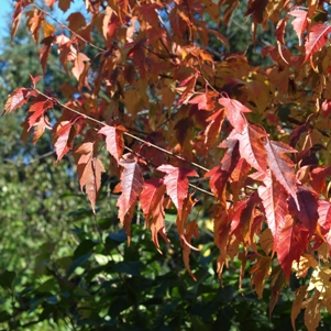 Acer tataricum ssp. ginnala: Tatarian maple
