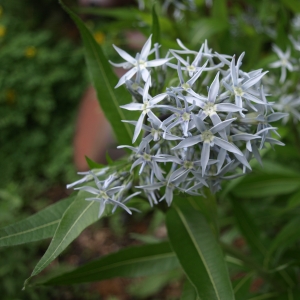 Amsonia illustris: Ozark blue stars