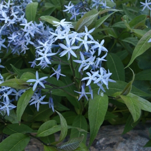 Amsonia tabernaemontana: blue stars