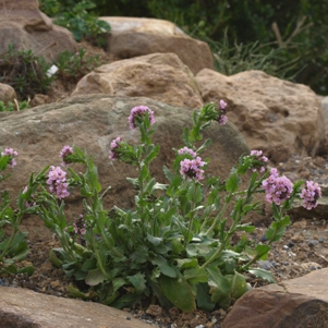 Arabis blepharophylla 'Spring Charm': rose rock cress