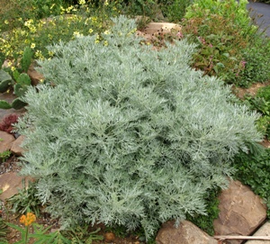 Artemisia 'Powis Castle': wormwood