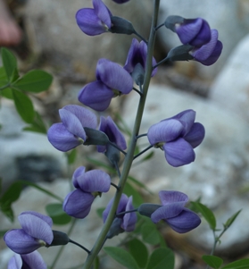 Baptisia 'Purple Smoke': hybrid false indigo