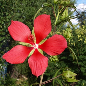 Hibiscus coccineus: scarlet rose mallow