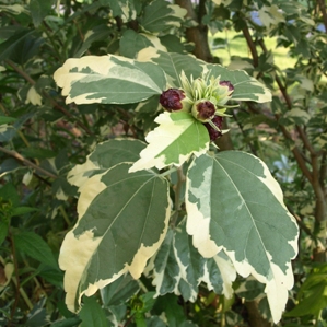 Hibiscus 'Purpureus Variegatus': variegated rose of sharon