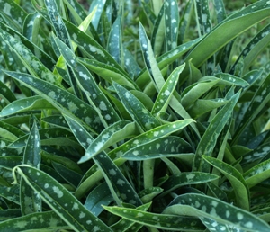 Pulmonaria longifolia 'E.B. Anderson':long-leaf lungwort