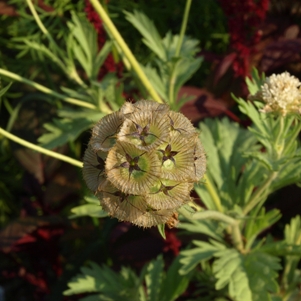 Scabiosa stellata: starflower pincushions