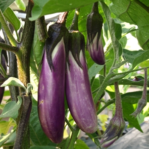 Solanum melongena 'Pintung Long': oriental eggplant
