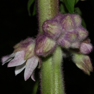 Solanum quitoense: Naranjilla
