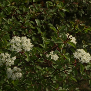 Viburnum prunifolium: blackhaw viburnum