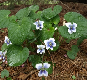 Viola sororia: confederate violet