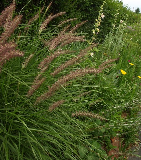 Pennisetum orientale 'Karly Rose': fountain grass