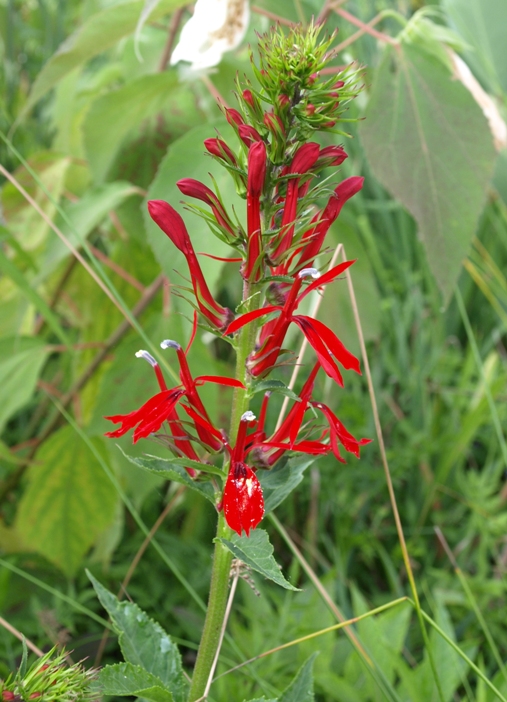 Lobelia cardinalis: cardinal flower