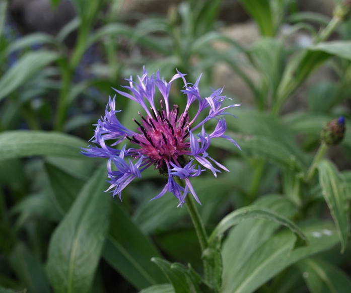 Centaurea montana: mountain bluet
