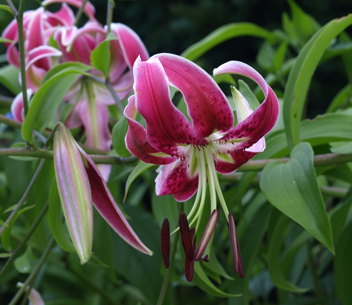 Lilium 'Black Beauty': oriental hybrid lily