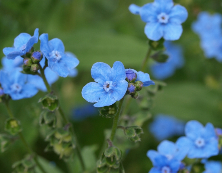 Cynoglossum amabile: Chinese forget-me-not