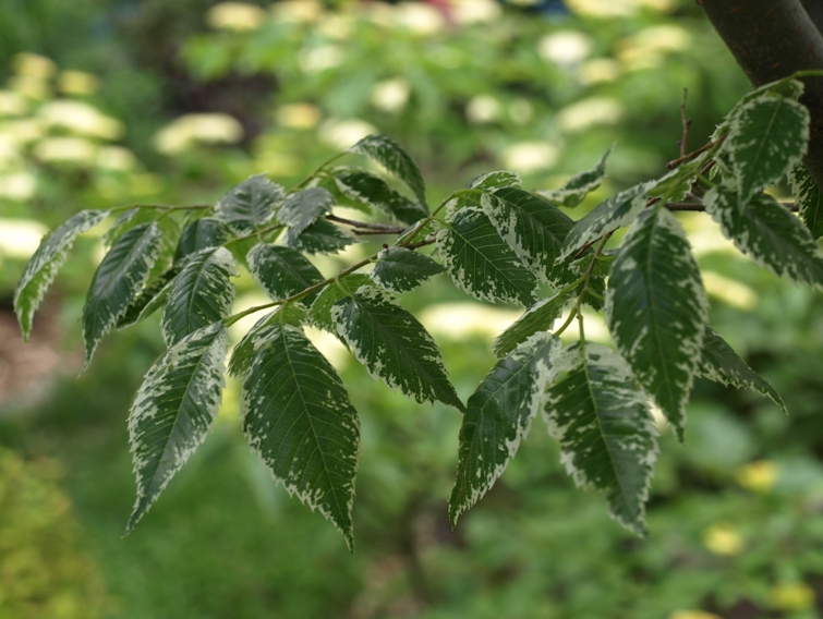 Zelkova serrata 'Goshiki': variegated Japanese elm, mid-spring